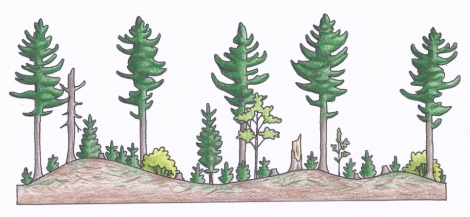 Figure 3c. A profile of a uniform shelterwood silviculture system depicting first removal cut (c) (illustrations by Jodi Hall).