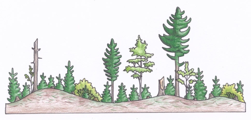 Figure 3c. A profile of a uniform shelterwood silviculture system depicting final removal cut with a natural seeding regeneration treatment (d) (illustrations by Jodi Hall).