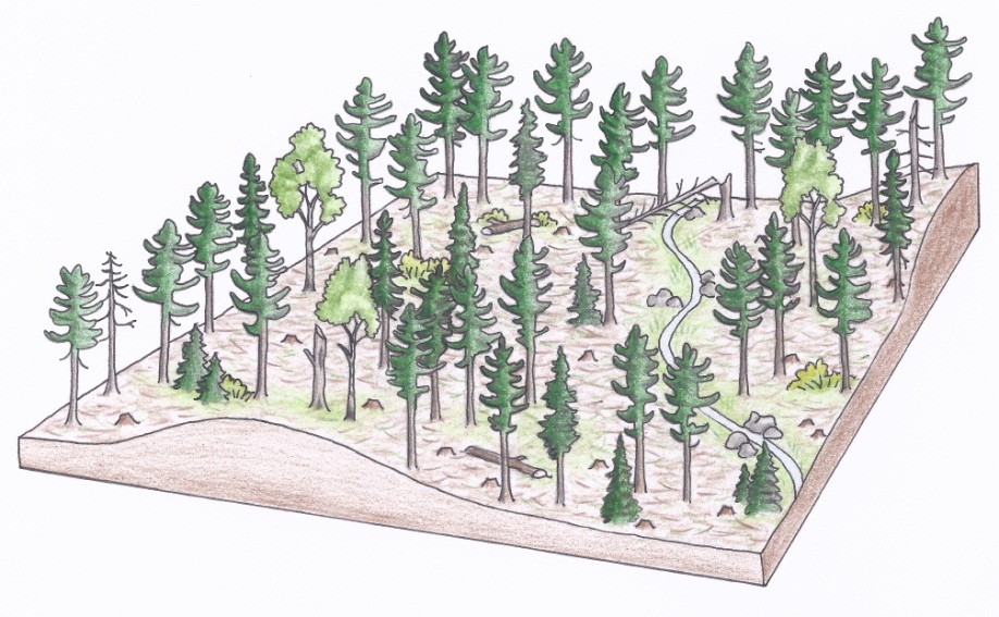 Figure 3d. An aerial view of a typical uniform shelterwood silviculture system in a white pine stand directly after a regeneration cut (a) (illustrations by Jodi Hall).