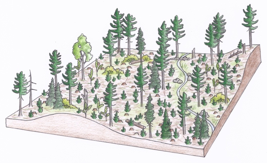 Figure 3d. An aerial view of a typical uniform shelterwood silviculture system in a white pine stand showing a first removal cut once the regeneration is established (b) (illustrations by Jodi Hall).