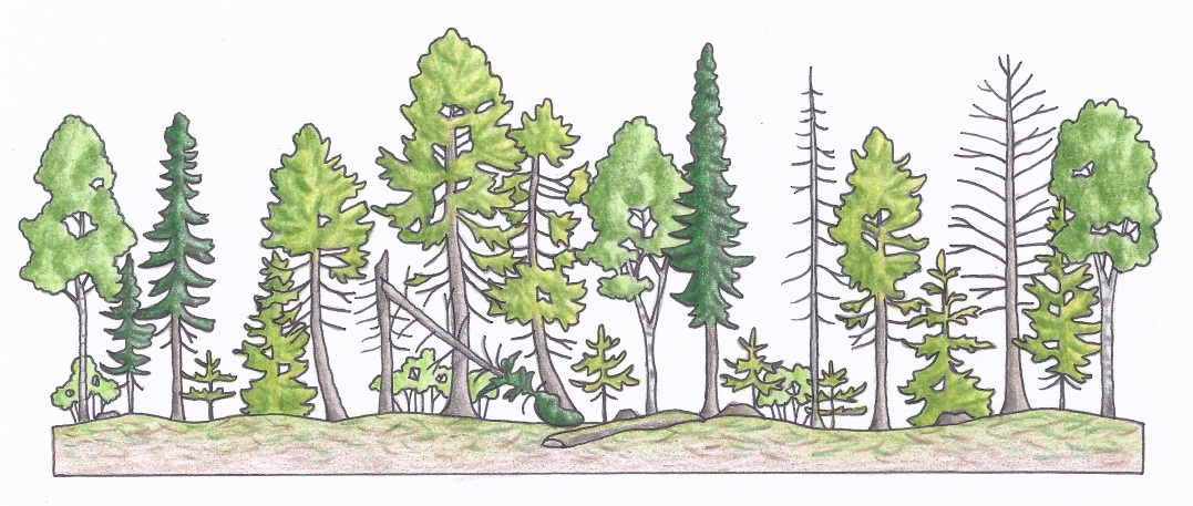Figure 3e. An example of an irregular shelterwood harvest profile depicting 50 years after partial harvest (c) (illustrations by Jodi Hall).