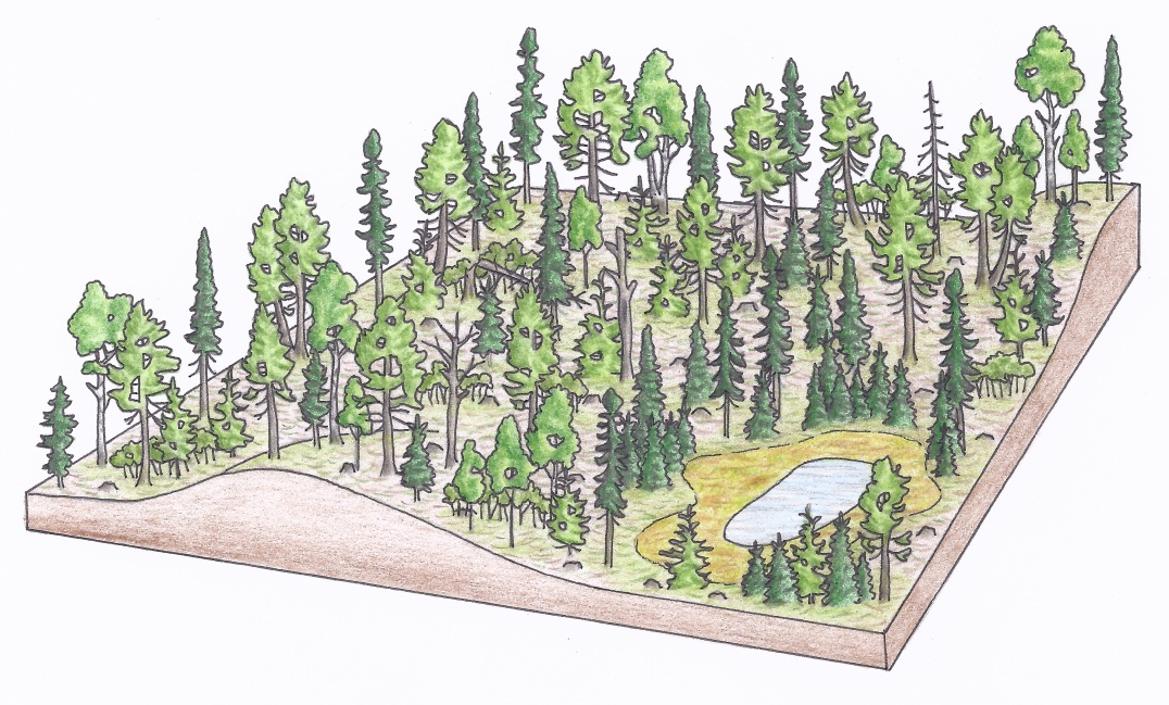 Figure 3f. An aerial view of an irregular shelterwood harvest in a cedar dominated stand 15 years after harvest (a) (illustrations by Jodi Hall).