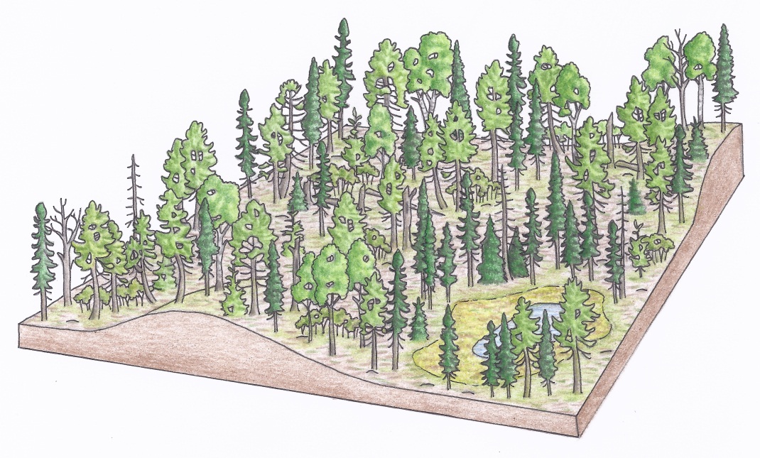 Figure 3f. An aerial view of an irregular shelterwood harvest in a cedar dominated stand 50 years after establishment resulting in a multi-aged stand (b) (illustrations by Jodi Hall).