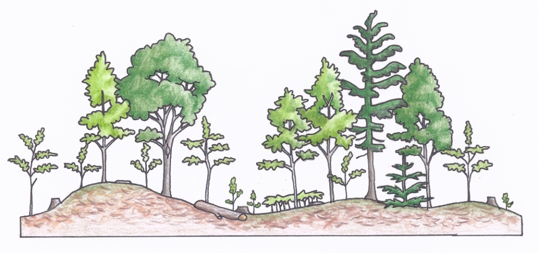 Figure 3g. A profile of an individual selection silviculture system depicting stand conditions after a partial selection cut (b) (illustrations by Jodi Hall).