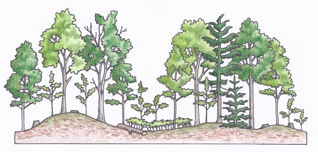 Figure 3g. A profile of an individual selection silviculture system 25 years later with the natural regeneration of shade tolerant species under the canopy (c) (illustrations by Jodi Hall).