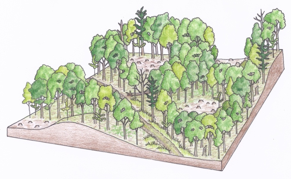 Figure 3i. An aerial view of a group selection harvest in a tolerant hardwood stand depicting an initial harvest (a) (illustrations by Jodi Hall).