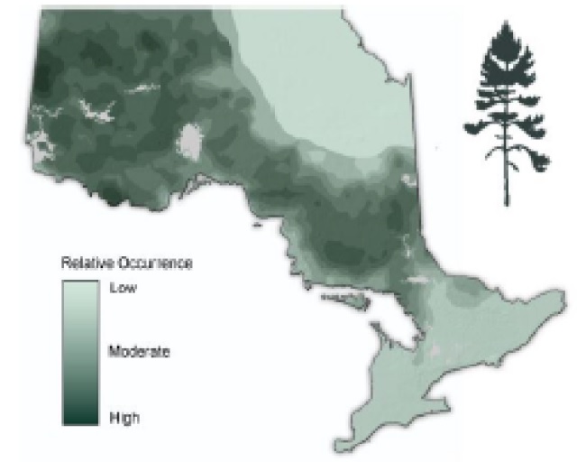 Map of Ontario showing the relative occurence of Jack pine.