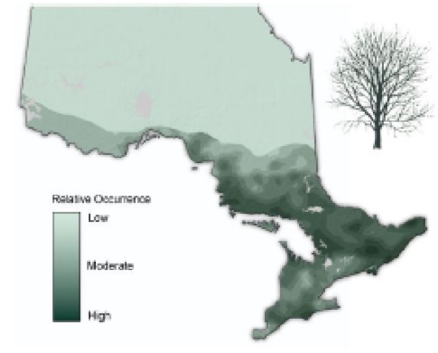 Map of Ontario showing the relative occurence of Red Maple (Soft Maple).