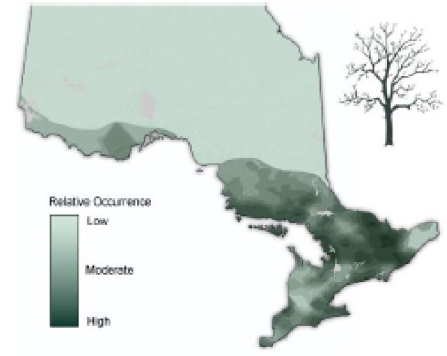 Map of Ontario showing the relative occurence of red oak.