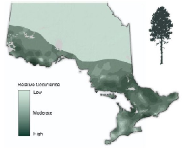Map of Ontario showing the relative occurence of red pine.