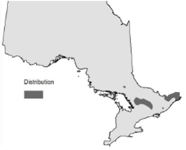 Map of Ontario showing the relative occurence of Red Spruce.