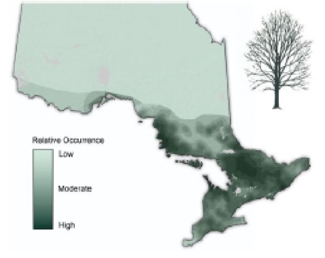 Map of Ontario showing the relative occurence of Sugar maple (Hard Maple).