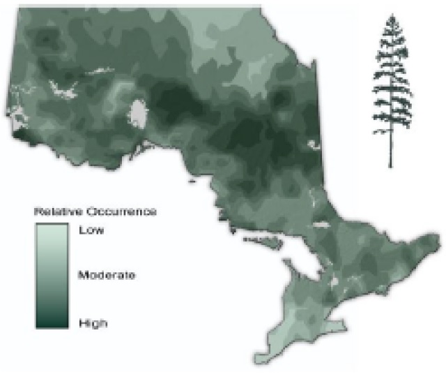 Map of Ontario showing the relative occurence of Tamarack (Eastern larch).