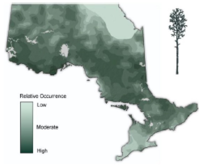 Map of Ontario showing the relative occurence of Trembling aspen.