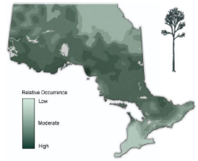 Map of Ontario showing the relative occurence of White birch.