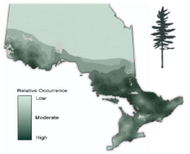 Map of Ontario showing the relative occurence of White pine.
