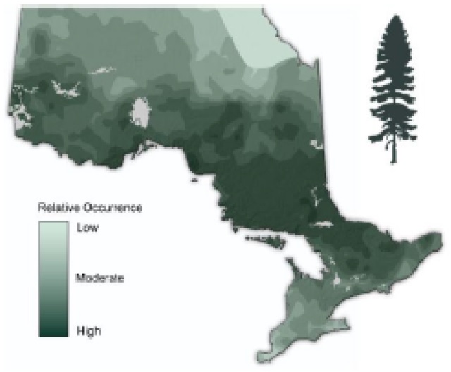 Map of Ontario showing the relative occurence of White spruce.