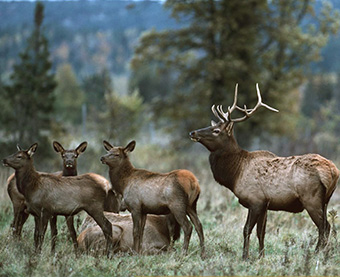 photo of a group of Elks.