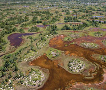 A colour photo of the Hudson Bay Lowlands.