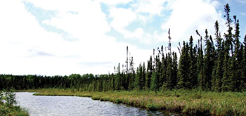 A colour photo of wetlands in Blue Lake Provincial Park.