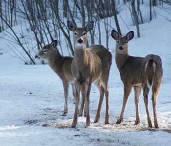 A colour image of white-tailed deer.