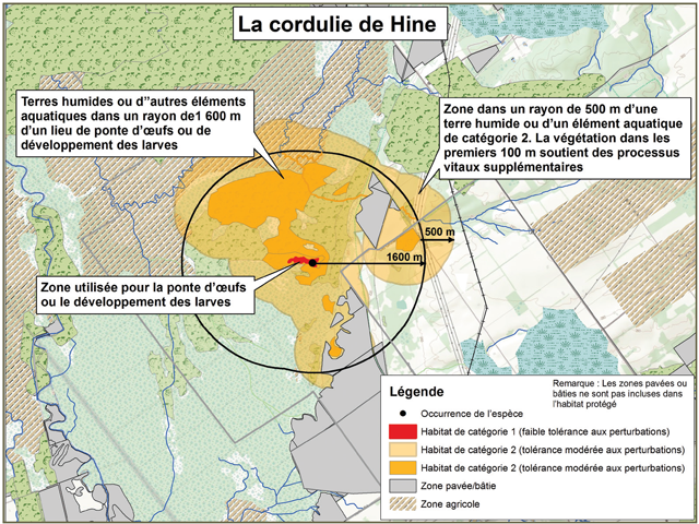 Figure 1 : Exemple d’application du règlement sur l’habitat de la lampsile fasciolée dans les cours d’eau présentant des habitats de catégorie 1, 2 et 3 et des occurrences d’espèces.