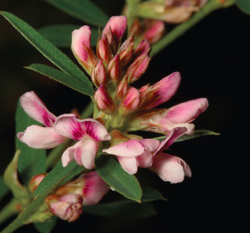 photo of Slender bush-clover