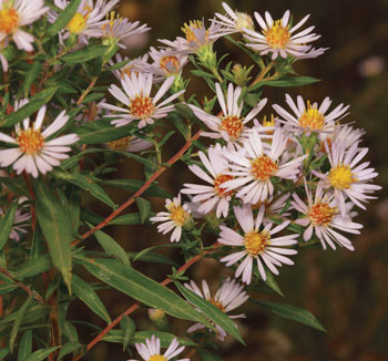 A colour photo of willowleaf aster