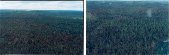 Two aerial photgraphs of Driftwood River White Cedar Lacustrine Conservation Reserve, the left showing the east boundary; the right shows the north boundary thicket swamp and cedar forest
