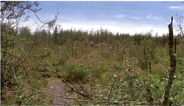 colour photo of regenerating Jack Pine stand.
