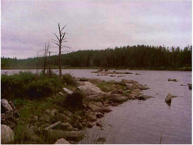 colour photo of Rib Lake with conservation reserve shore in the foreground.