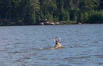 This is figure 3 showing a deer swimming across Eagle Lake