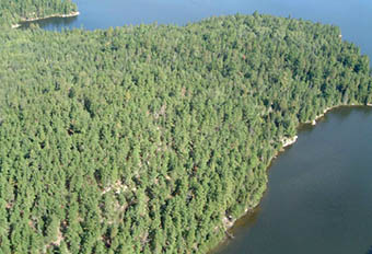 This is photo 1 aerial view depicting jack pine dominated forests.