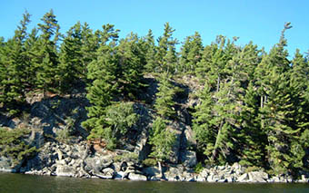 This is photo 5 depicting white pine on rocky shorelines are found in the central part of the reserve.