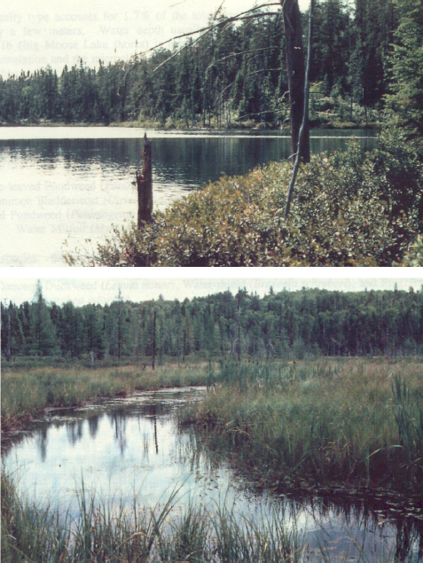 North side of Ginn Lake (top) and bog community on west shoreline of Big Moose Lake (bottom)
