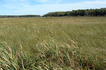 Open wetlands such as this shore fen with cattails dominate the reserve.