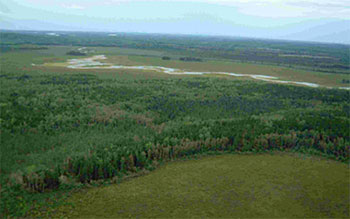 Mixed forest of aspen and jack pine were formerly logged.
