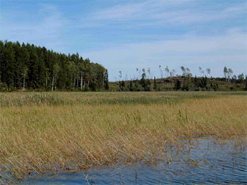 Wild rice marsh, backed by cattail marsh and clear cut in southeast corner of reserve.