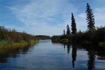 Levee and thicket swamp along Kawashegamuk River.