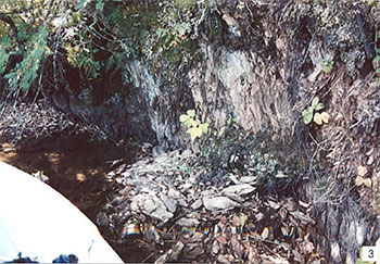 Schistose, highly altered mafic volcanics exposed in a river bank.