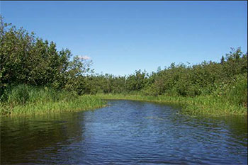 Photo of the Example of thicket swamp found on reserve