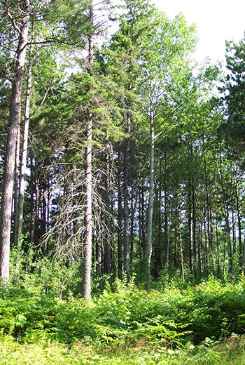 Photo shows Red pine-white birch mixed forest stand along Lakes End Road.
