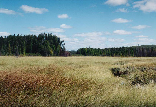 Meadow marsh (ES46), Basin 'B', Farrington Township Conservation Reserve