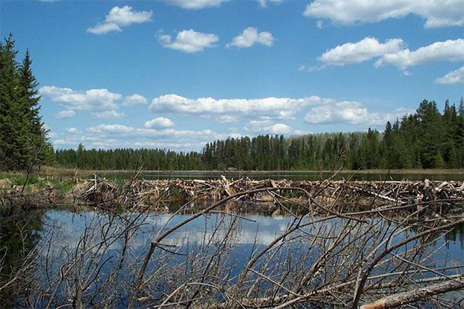 Beaver dam controlling the outflow from basin 'B', Farrington TownshipConservation Reserve