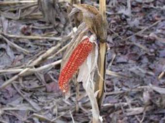 This is a photo of standing corn.