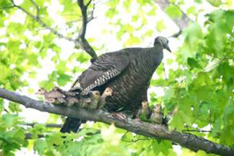 This is a photo of a wild turkey perched on a branch.