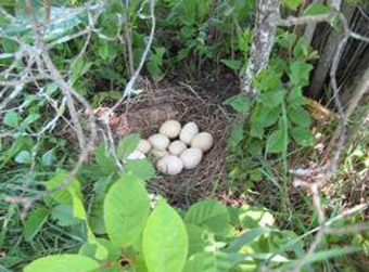 This is a photo of a clutch of wild turkey eggs