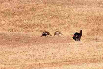This is a photo of wild turkeys in a field