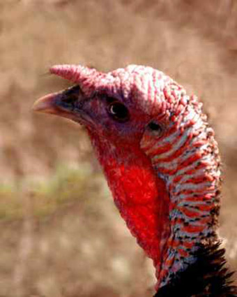 This is an image of the head of a wild male turkey
