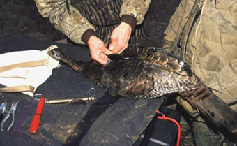 This is an image of a radio-transmitter being attached to a wild turkey hen.